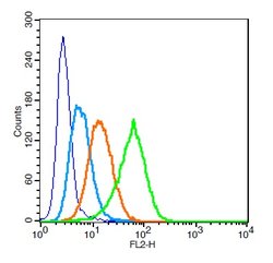 CD13/APN/ANPEN Rabbit anti-Human, Polyclonal, Bioss 100 &mu;L; Unconjugated:Antibodies,