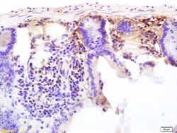 CD13/APN/ANPEN Rabbit anti-Human, Polyclonal, Bioss 100 &mu;L; Unconjugated:Antibodies,