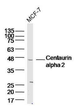 Centaurin alpha 2 Rabbit anti-Human, Polyclonal, Bioss 100 &mu;L; Unconjugated:Antibodies,