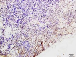 Cyclin G Rabbit anti-Human, Polyclonal, Bioss 100 &mu;L; Unconjugated:Antibodies,