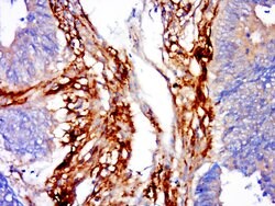 CHPF Rabbit anti-Human, Polyclonal, Bioss 100 &mu;L | Buy Online | Bioss | Fisher Scientific