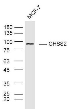 CHPF Rabbit anti-Human, Polyclonal, Bioss 100 &mu;L | Buy Online | Bioss | Fisher Scientific