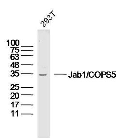 Jab1 Rabbit anti-Human, Polyclonal, Bioss 100 &mu;L; Unconjugated:Antibodies,