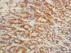 CISD1 Rabbit anti-Human, Polyclonal, Bioss 100 μL; Unconjugated:Antibodies,