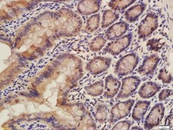 CISD1 Rabbit anti-Human, Polyclonal, Bioss 100 μL; Unconjugated:Antibodies,