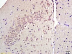 SREBP-1/2 Rabbit anti-Human, Polyclonal, Bioss 100 &mu;L; Unconjugated:Antibodies,