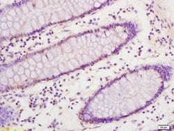SREBP-1/2 Rabbit anti-Human, Polyclonal, Bioss 100 &mu;L; Unconjugated:Antibodies,