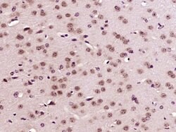 CREB5 Rabbit anti-Human, Polyclonal, Bioss 100 &mu;L; Unconjugated:Antibodies,