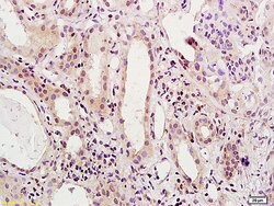 HNF1A Rabbit anti-Human, Polyclonal, Bioss 100 &mu;L; Unconjugated:Antibodies,