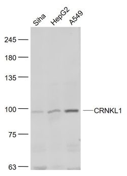 CRNKL1 Rabbit anti-Human, Polyclonal, Bioss 100 &mu;L; Unconjugated:Antibodies,