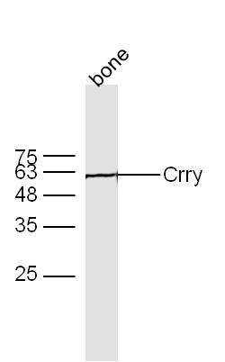 Crry Rabbit anti-Mouse Rat, Polyclonal, Bioss 100 &mu;L; Unconjugated:Antibodies,