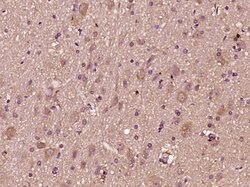 CTTNBP2 Rabbit anti-Human, Polyclonal, Bioss 100 &mu;L; Unconjugated:Antibodies,