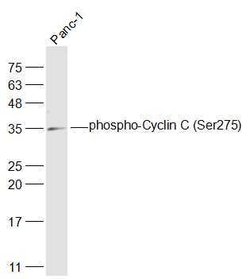 Phospho-Cyclin C (Ser275) Rabbit anti-Human, Polyclonal, Bioss 100 &mu;L;