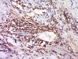 DAND5 Rabbit anti-Human, Polyclonal, Bioss 100 &mu;L; Unconjugated:Antibodies,