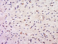 DAND5 Rabbit anti-Human, Polyclonal, Bioss 100 &mu;L; Unconjugated:Antibodies,