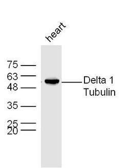 Delta 1 Tubulin Rabbit anti-Human, Polyclonal, Bioss 100 &mu;L; Unconjugated:Antibodies,