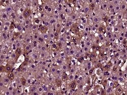 DENND1A Rabbit anti-Human, Polyclonal, Bioss 100 &mu;L; Unconjugated:Antibodies,