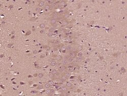 DENND1A Rabbit anti-Human, Polyclonal, Bioss 100 &mu;L; Unconjugated:Antibodies,