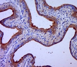 Claudin 1 Rabbit anti-Human, Polyclonal, Bioss 100 &mu;L; Unconjugated:Antibodies,