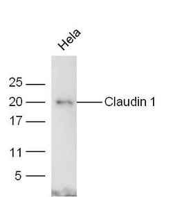 Claudin 1 Rabbit anti-Human, Polyclonal, Bioss 100 &mu;L; Unconjugated:Antibodies,