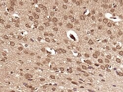 DHX30 Rabbit anti-Human, Polyclonal, Bioss 100 &mu;L; Unconjugated:Antibodies,
