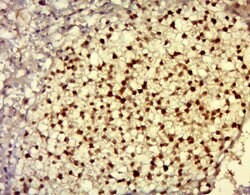 DNAJC21 Rabbit anti-Human, Polyclonal, Bioss 100 &mu;L; Unconjugated:Antibodies,