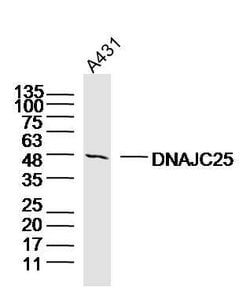 DNAJC25 Rabbit anti-Human, Polyclonal, Bioss 100 &mu;L; Unconjugated:Antibodies,
