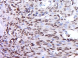 DUX4L9 Rabbit anti-Human, Polyclonal, Bioss 100 &mu;L; Unconjugated:Antibodies,