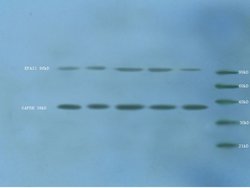 HIF2 alpha Rabbit anti-Human, Polyclonal, Bioss 100 &mu;L; Unconjugated:Antibodies,