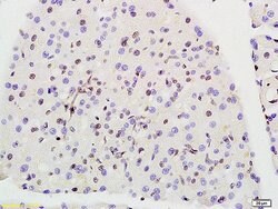Prohibitin Rabbit anti-Human, Polyclonal, Bioss 100 &mu;L; Unconjugated:Antibodies,