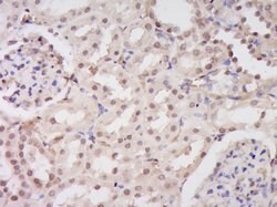 EEFSEC Rabbit anti-Human, Polyclonal, Bioss 100 &mu;L; Unconjugated:Antibodies,