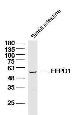 EEPD1 Rabbit anti-Human, Polyclonal, Bioss 100 &mu;L; Unconjugated:Antibodies,