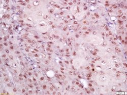 EIF3S4 Rabbit anti-Human, Polyclonal, Bioss 100 &mu;L; Unconjugated:Antibodies,