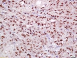 EIF3S4 Rabbit anti-Human, Polyclonal, Bioss 100 &mu;L; Unconjugated:Antibodies,