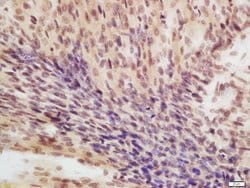 eIF4A3 Rabbit anti-Human, Polyclonal, Bioss 100 &mu;L; Unconjugated:Antibodies,