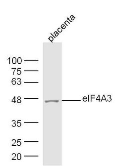 eIF4A3 Rabbit anti-Human, Polyclonal, Bioss 100 &mu;L; Unconjugated:Antibodies,