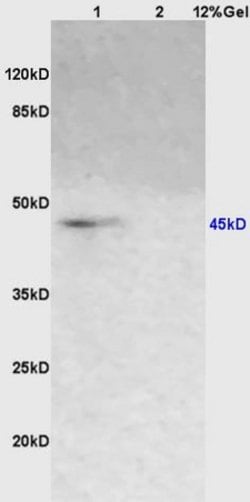 A2AR/Adenosine A2a receptor Rabbit anti-Human, Polyclonal, Bioss 100 &mu;L | Buy Online | Bioss | Fisher Scientific