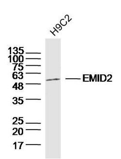 EMID2 Rabbit anti-Human, Polyclonal, Bioss 100 &mu;L; Unconjugated:Antibodies,