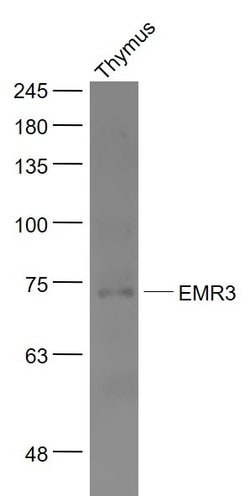 EMR3 Rabbit anti-Human, Polyclonal, Bioss 100 &mu;L | Buy Online | Bioss | Fisher Scientific