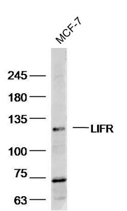 LIFR/CD118 Rabbit anti-Human, Polyclonal, Bioss 100 &mu;L; Unconjugated:Antibodies,