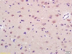 GRP75 Rabbit anti-Human, Polyclonal, Bioss 100 &mu;L; Unconjugated:Antibodies,