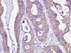 GRP75 Rabbit anti-Human, Polyclonal, Bioss 100 &mu;L; Unconjugated:Antibodies,
