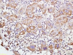 GRP75 Rabbit anti-Human, Polyclonal, Bioss 100 &mu;L; Unconjugated:Antibodies,