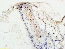 PAFR Rabbit anti-Human, Polyclonal, Bioss 100 &mu;L; Unconjugated:Antibodies,