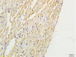 PAFR Rabbit anti-Human, Polyclonal, Bioss 100 &mu;L; Unconjugated:Antibodies,