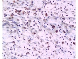 PAFR Rabbit anti-Human, Polyclonal, Bioss 100 &mu;L; Unconjugated:Antibodies,