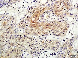 Rho C Rabbit anti-Human, Polyclonal, Bioss 100 &mu;L; Unconjugated:Antibodies,