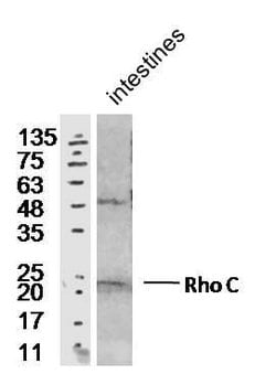 Rho C Rabbit anti-Human, Polyclonal, Bioss 100 &mu;L; Unconjugated:Antibodies,