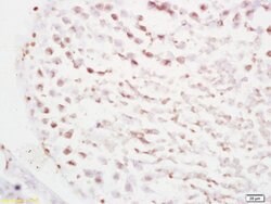 RBBP6/P2P-R Rabbit anti-Human, Polyclonal, Bioss 100 &mu;L; Unconjugated:Antibodies,
