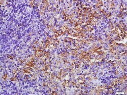 E2AK2/PKR Rabbit anti-Human, Polyclonal, Bioss 100 &mu;L; Unconjugated:Antibodies,